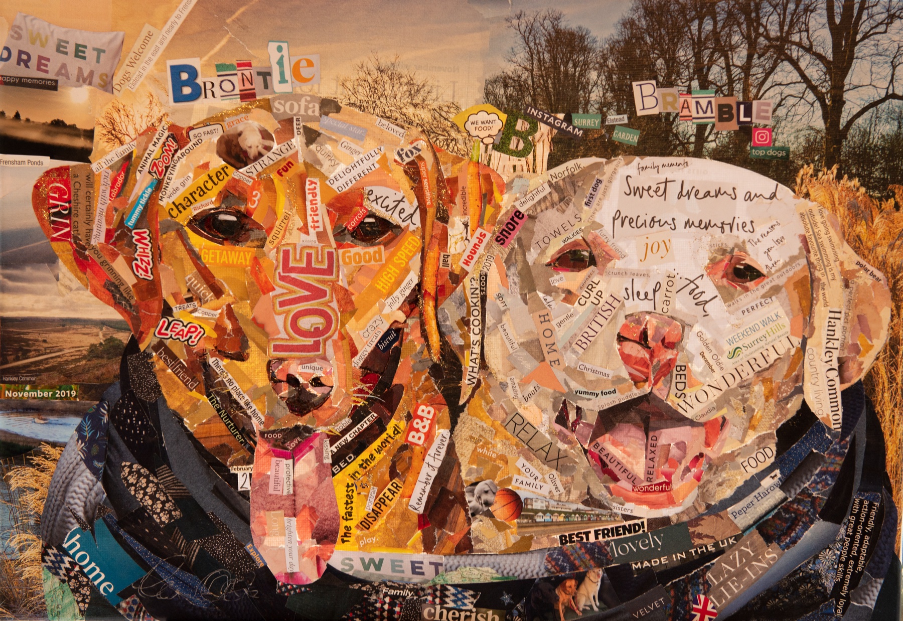 Collage portrait of Bramble and Brontie, two golden dogs